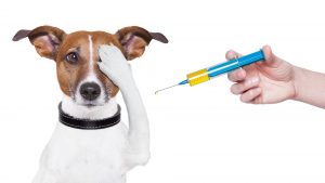 Quando começar a vacinar seu cãozinho?