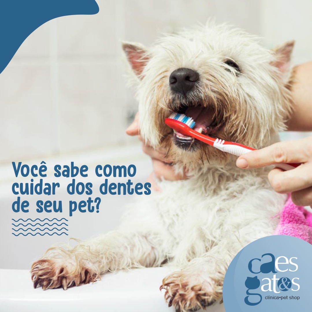 Você Sabe como Cuidar dos Dentes do seu Pet?