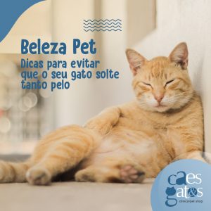 Beleza Pet | Dicas para Evitar que o seu Gato solte tanto Pelo