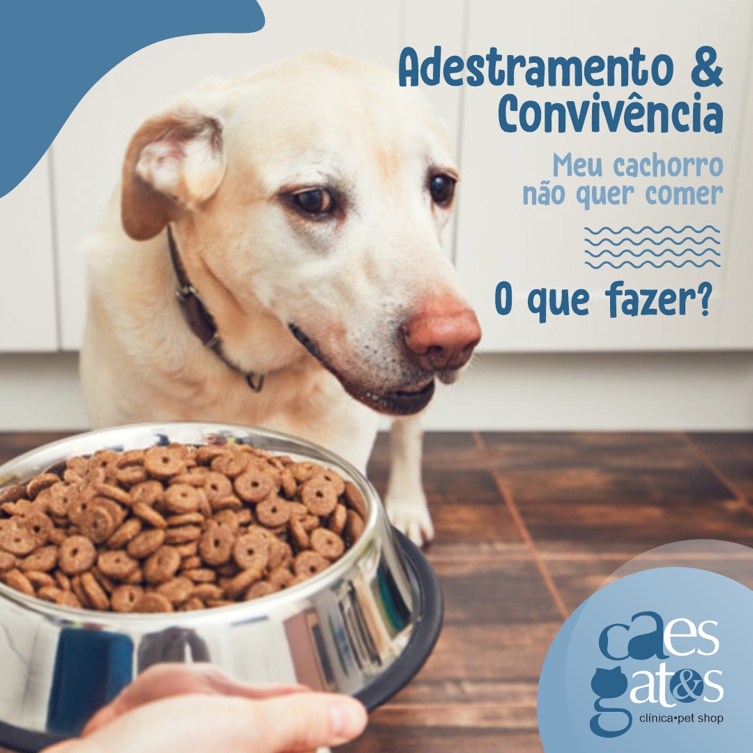 Meu Cachorro Não Quer Comer, O Que Fazer? | Adestramento & Convivência