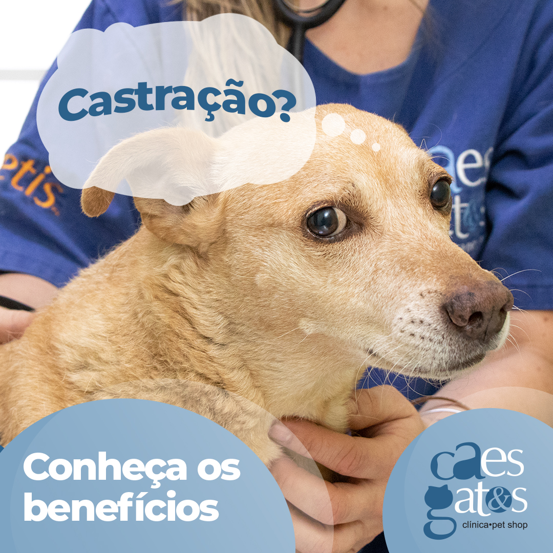 Castração? 😱 | Conheça os benefícios