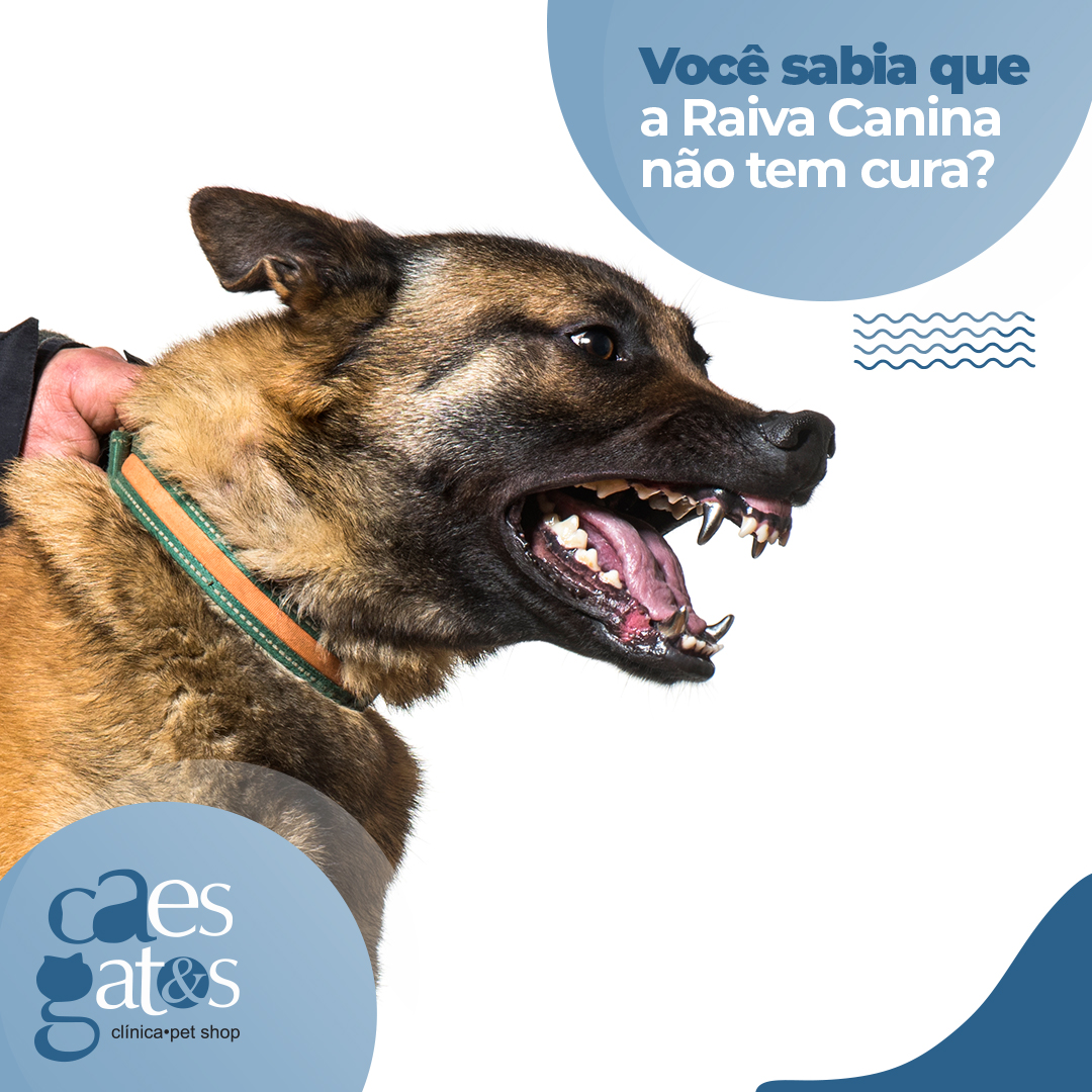 Você sabia que a Raiva Canina não tem cura?