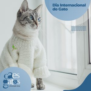 Dia Internacional do Gato | Ame e Cuide 🤗