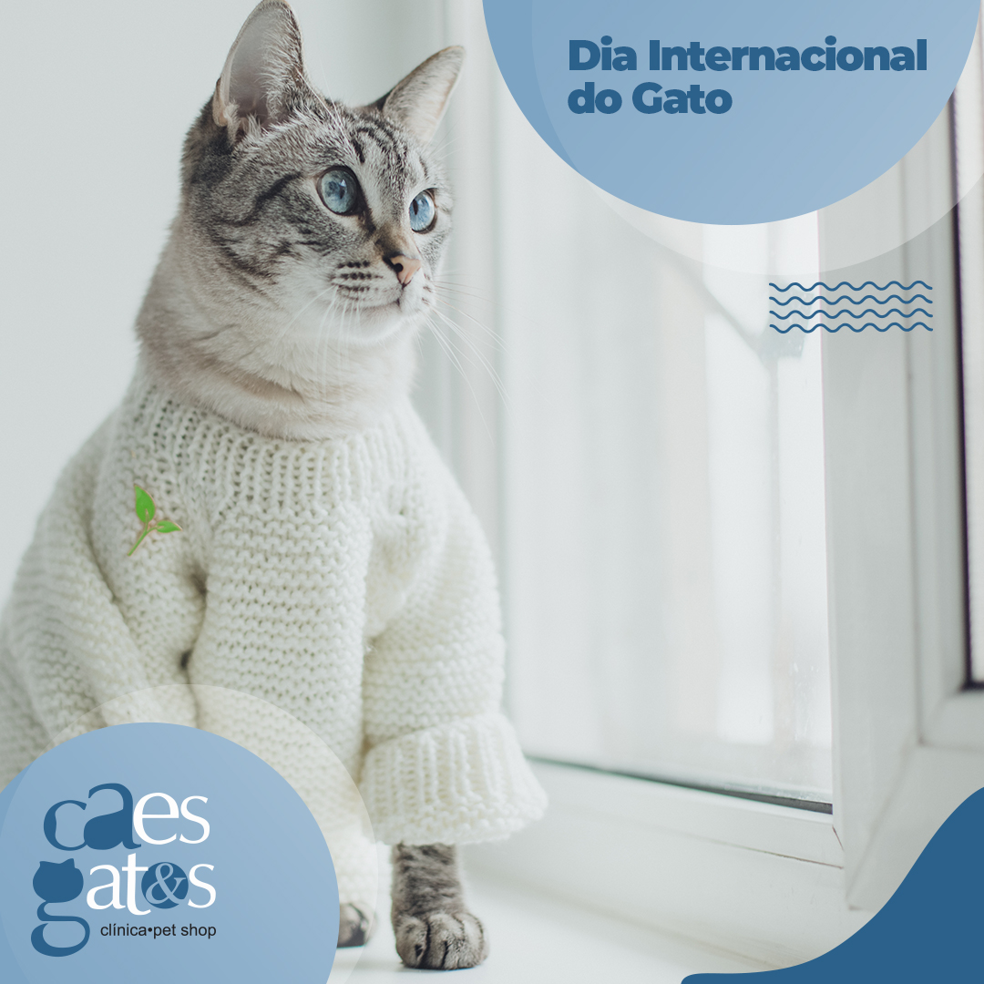 Dia Internacional do Gato | Ame e Cuide 🤗