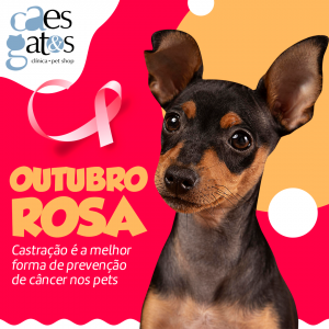 Outubro Rosa – Castração é a melhor forma de prevenção de câncer nos pets