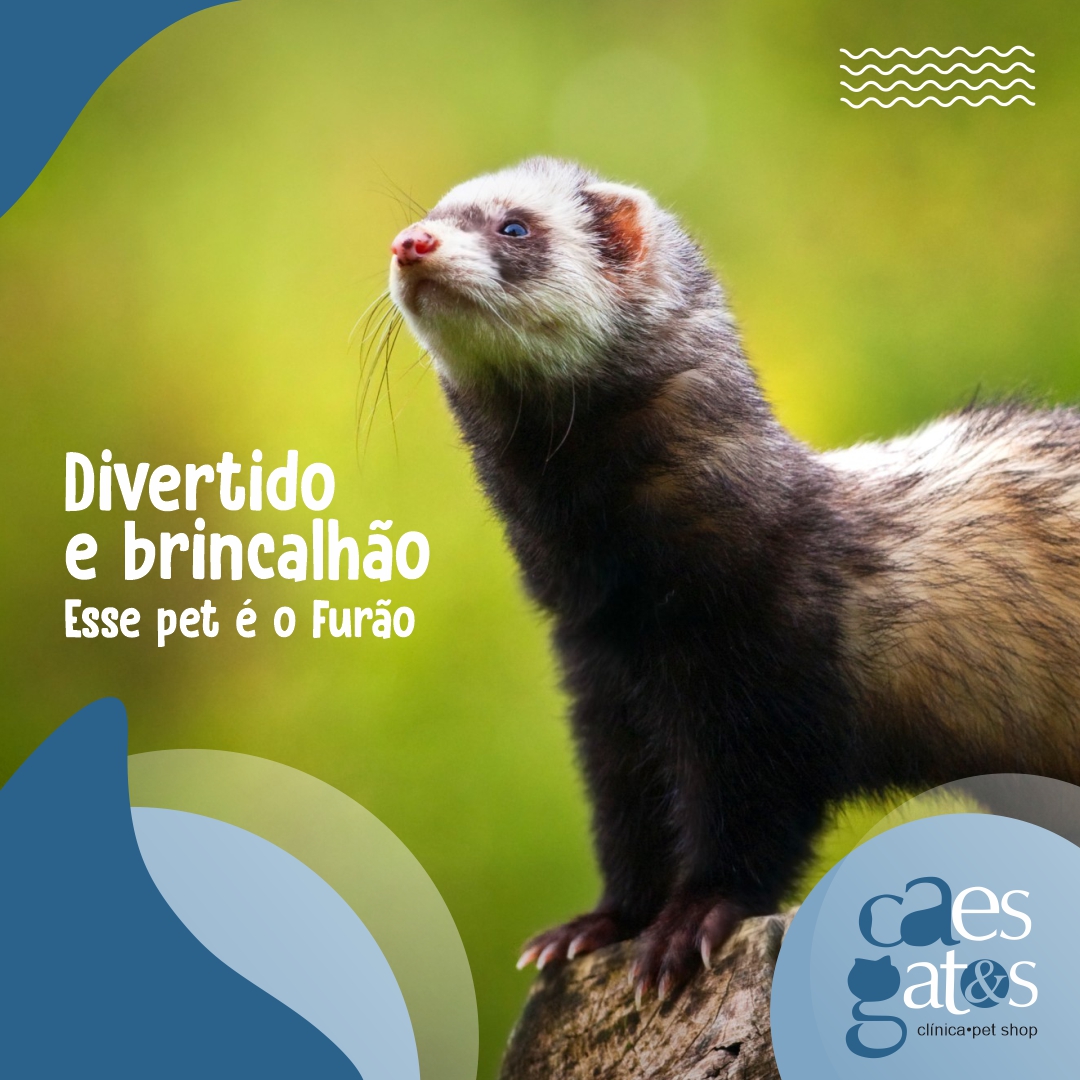 Divertido e brincalhão, esse pet é o furão