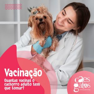 Vacinas: Quantas vacinas o cachorro adulto tem que tomar?