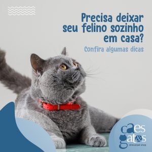 Precisa deixar seu felino sozinho em casa?