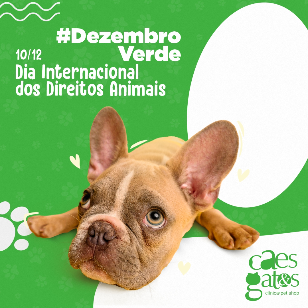 10/12 – Dia Internacional dos Direitos dos Animais | Dezembro Verde