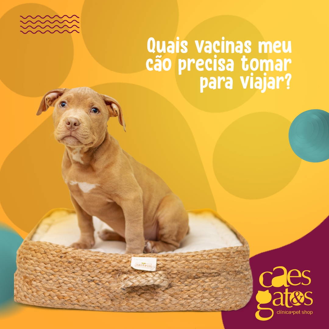 Quais vacinas meu cão precisa tomar para viajar?