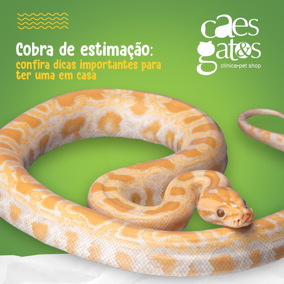 Cobras de Estimação: Confira Dicas Importantes para Ter uma em Casa