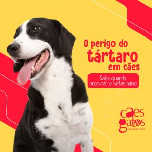 O Perigo do Tártaro em Cães