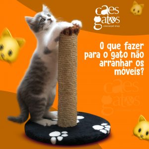 O que fazer para o gato não arranhar os móveis?