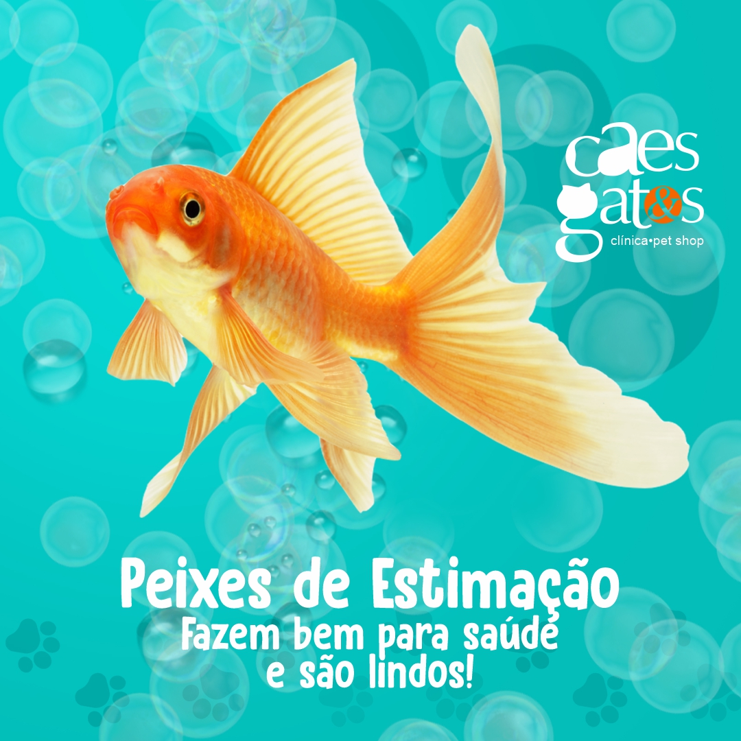 Peixes de estimação fazem bem para a saúde e são lindos!