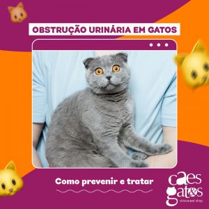 Obstrução Urinária em Gatos – Como Prevenir e Tratar