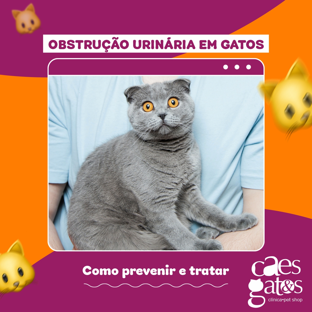 Obstrução Urinária em Gatos – Como Prevenir e Tratar