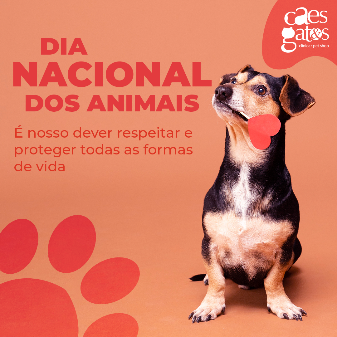 Dia Nacional dos Animais Cães e Gatos Veterinária