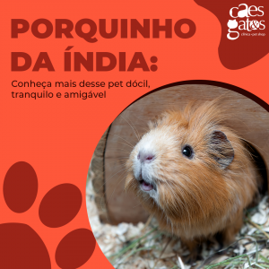Porquinho da Índia: Conheça mais desse Pet Dócil, Tranquilo e Amigável