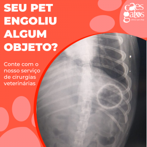 Seu Pet Engoliu Algum Objeto? Conte Com Nosso Serviço de Cirurgias Veterinárias