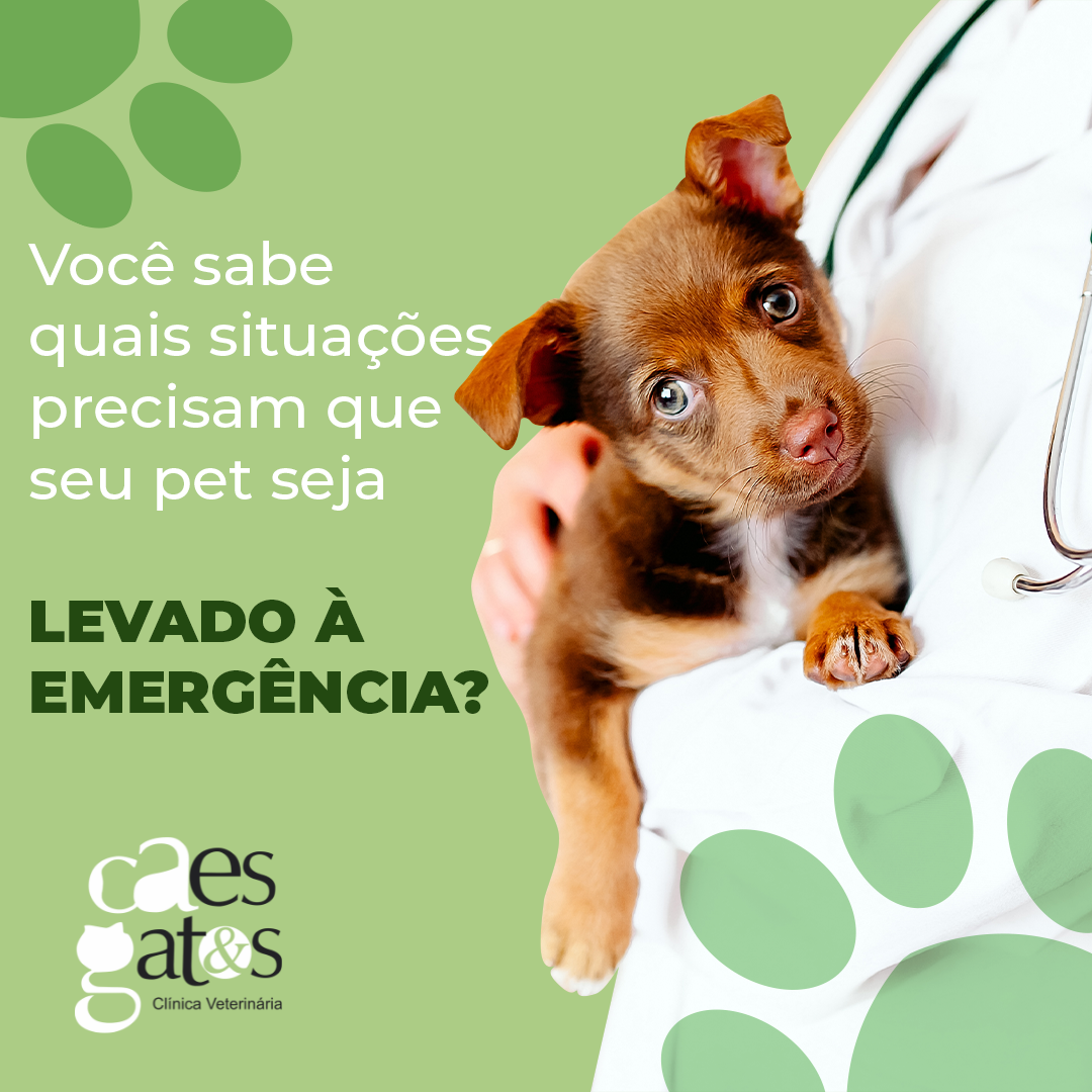 Você Sabe Quais Situações Precisam que Seu Pet Seja Levado à Emergência?