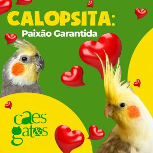 Calopsita: Paixão Garantida