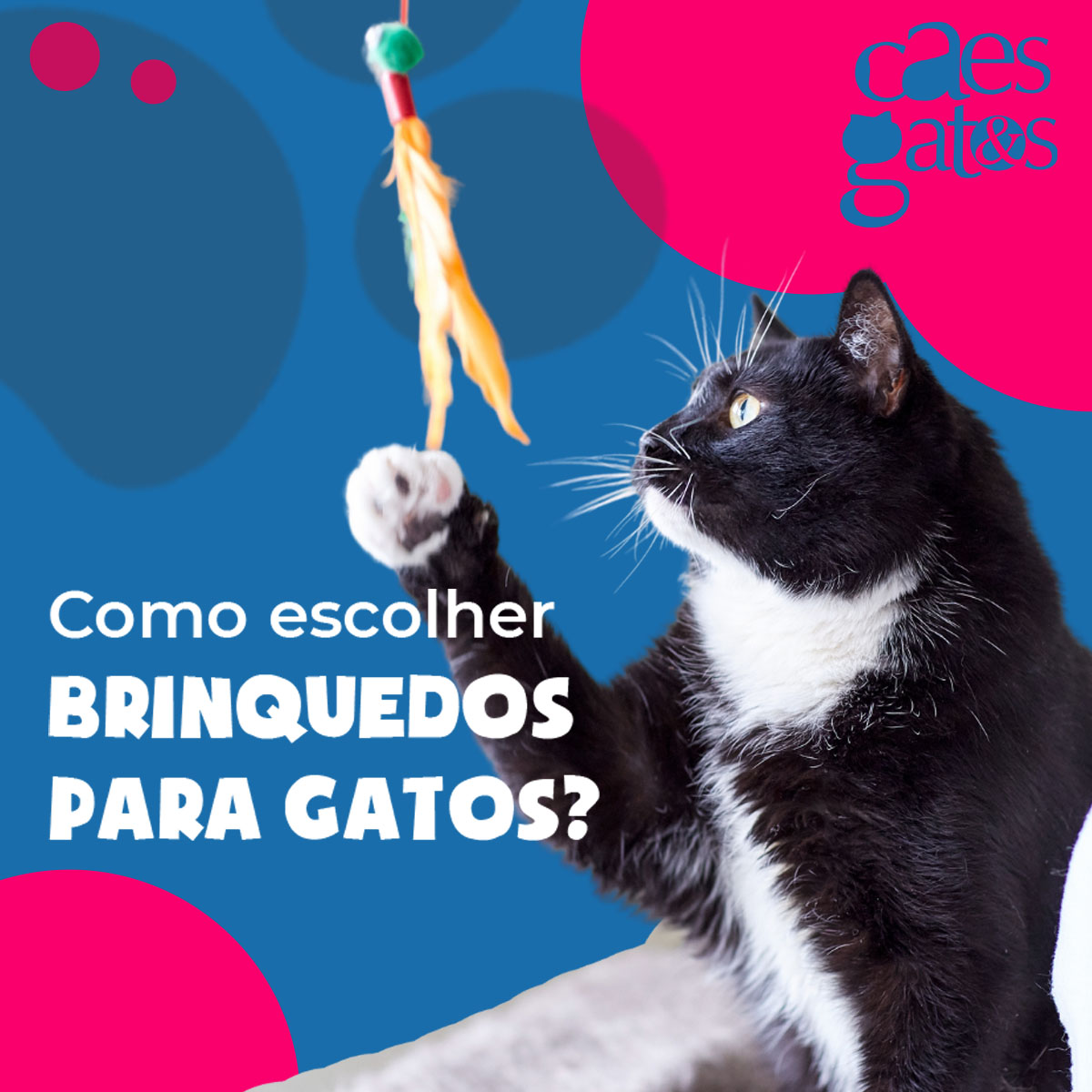 Como Escolher Brinquedos para Gatos?