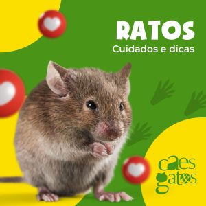 Ratos | Cuidados e Dicas