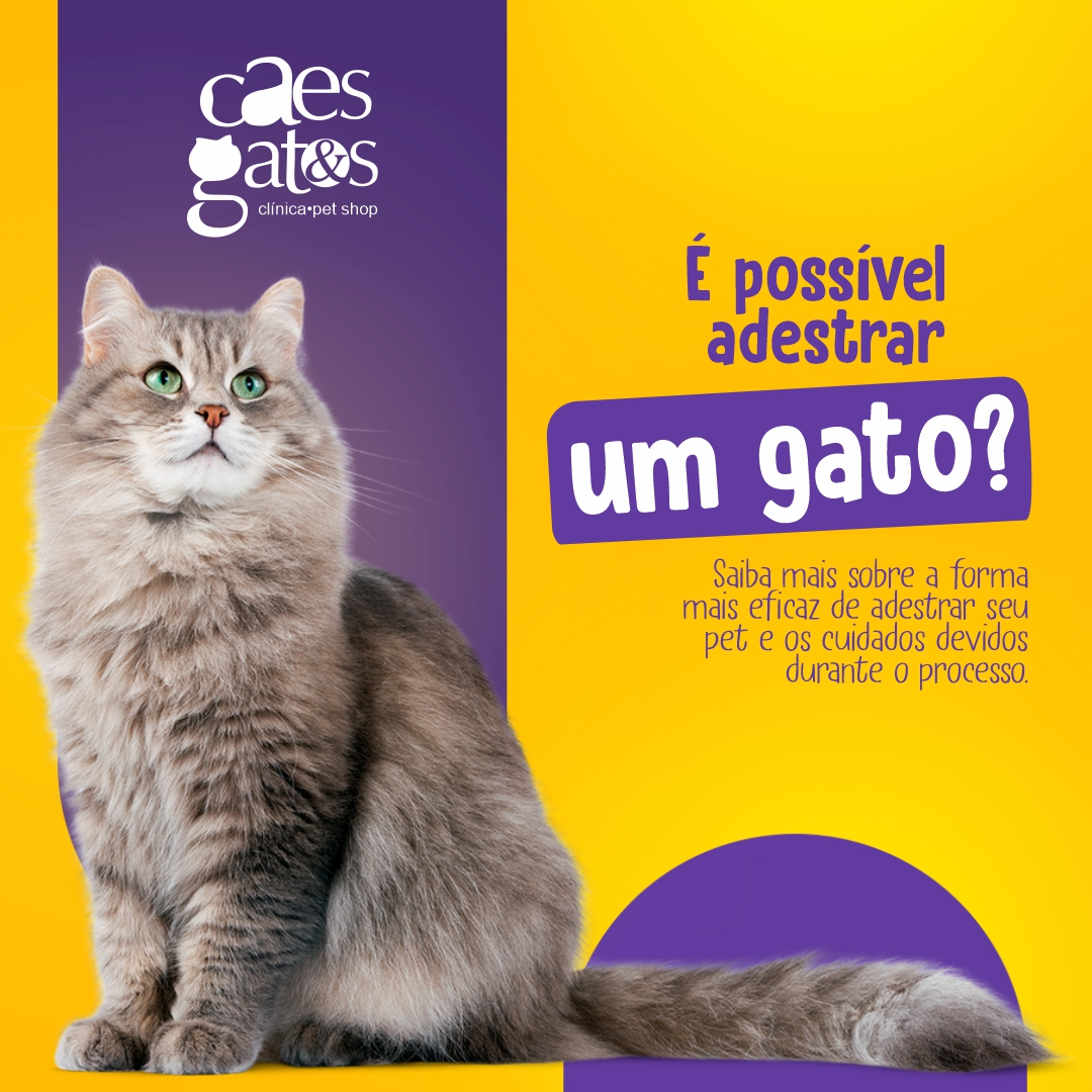 É Possível Adestrar um Gato?