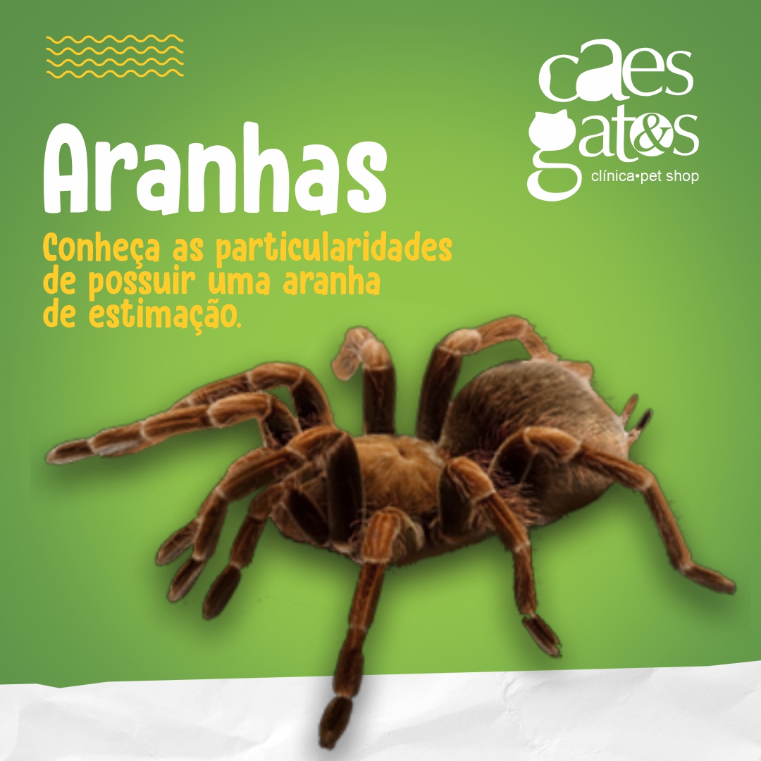 Aranhas: Conheça as Particularidades de Possuir uma Aranha de Estimação