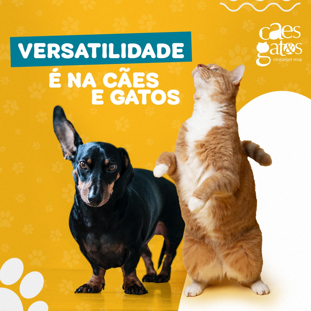 Versatilidade é na Cães e Gatos