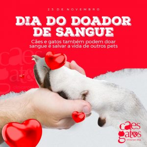 25 de Novembro | Dia do Doador de Sangue | Cães e gatos também podem doar sangue e salvar a vida de outros pets