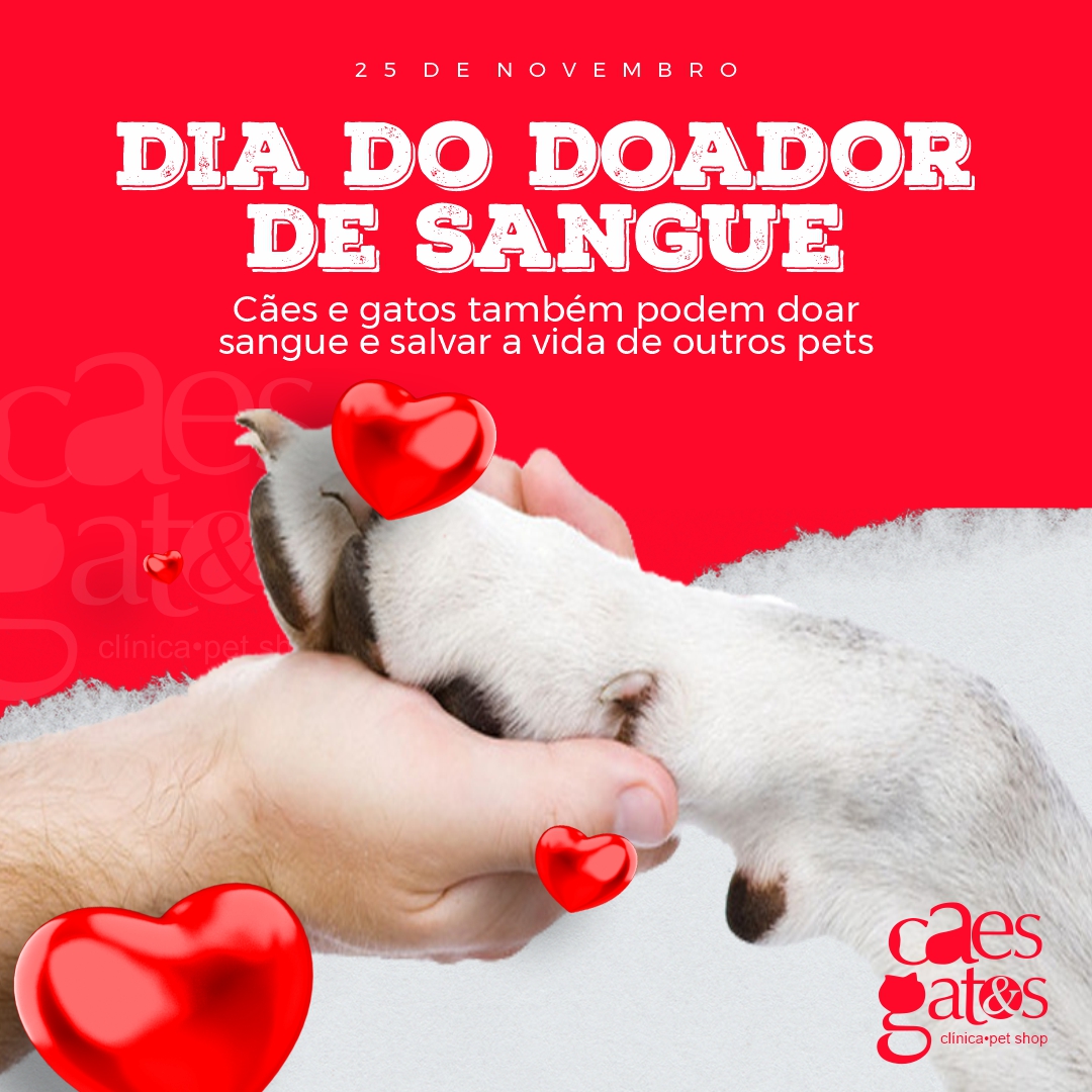 25 de Novembro | Dia do Doador de Sangue | Cães e gatos também podem doar sangue e salvar a vida de outros pets