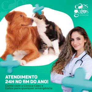 Atendimento 24h no fim do ano! | Conte com a Clínica Cães e Gatos para qualquer emergência