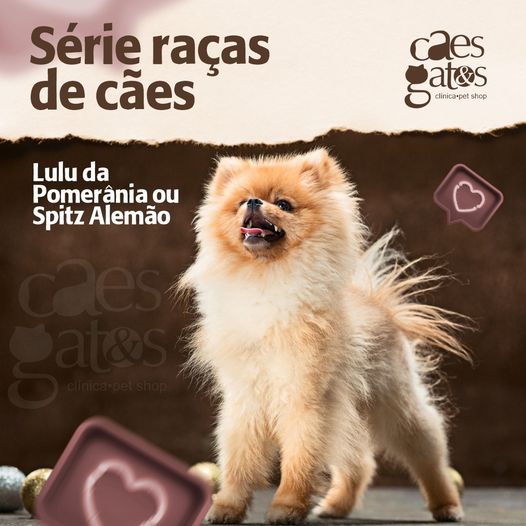 Raças de cães: Lulu da pomerânia ou Spitz Alemão - Cães e Gatos