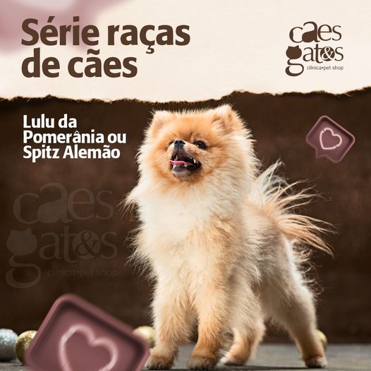 Raças de cães: Lulu da pomerânia ou Spitz Alemão