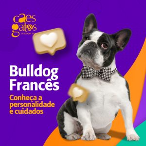 Bulldog francês: Conheça a personalidade e cuidados