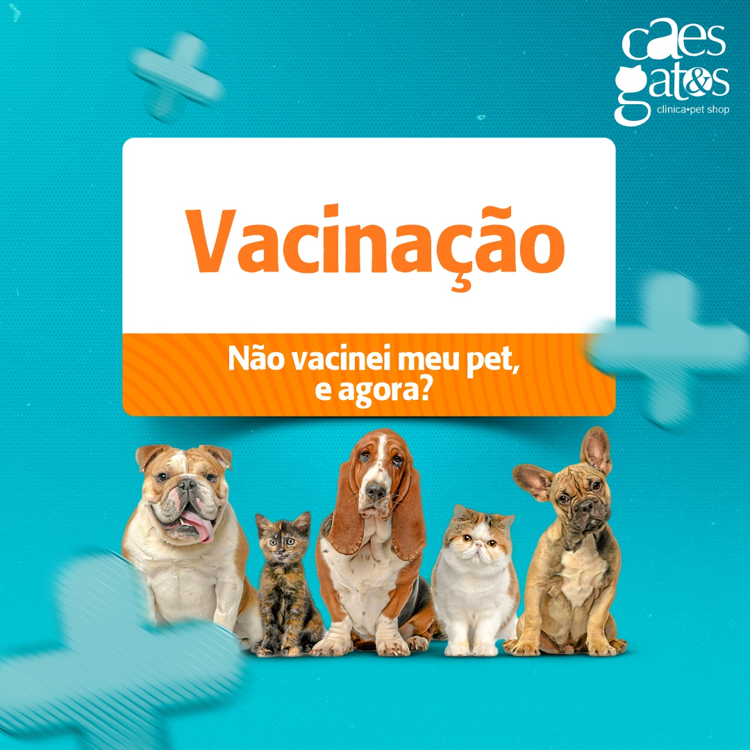 Não vacinei meu pet, e agora?