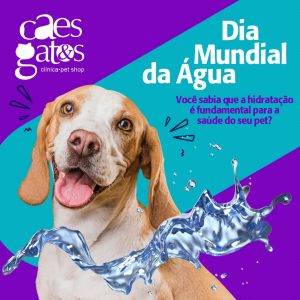 Dia Mundial da Água | Sabia que a hidratação é fundamental para a saúde do seu pet?