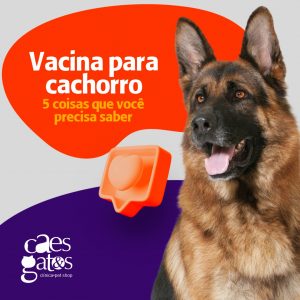 Vacina para cachorro: 5 coisas que você precisa saber