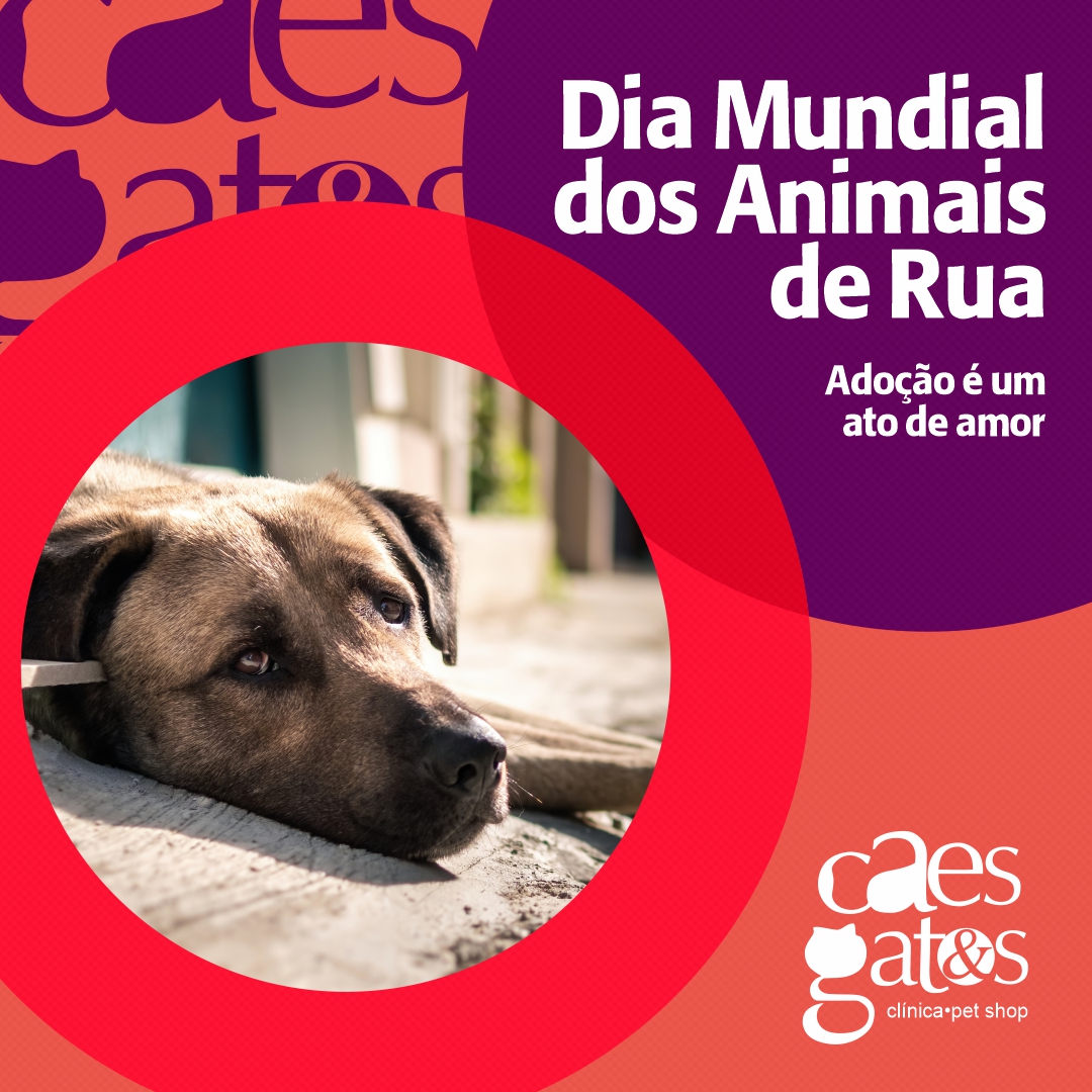 04/04 – Dia Mundial dos Animais de Rua