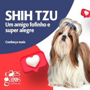 Shih Tzu: Um amigo fofinho e super alegre