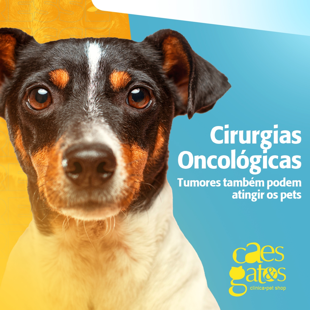 Cirurgias oncológicas | Clínica Cães e Gatos