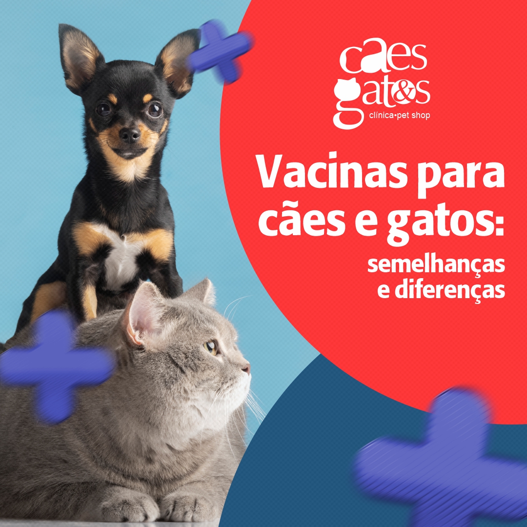 Vacinas para cães e gatos: Semelhanças e diferenças