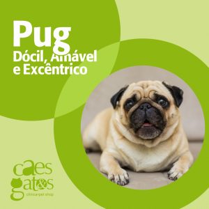 Pug: Dócil, amável e excêntrico