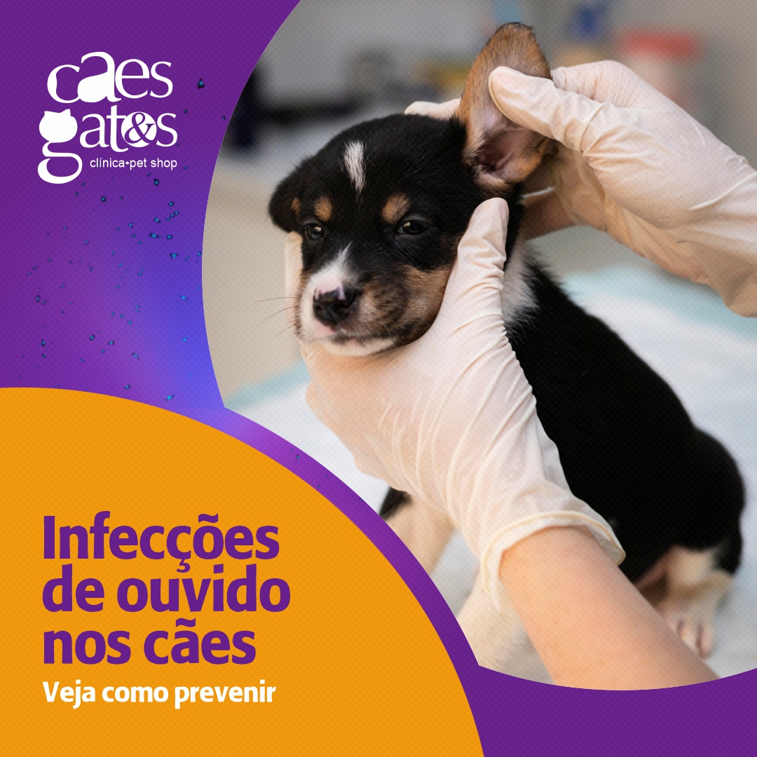 Infecções de ouvido nos cães | Veja como prevenir