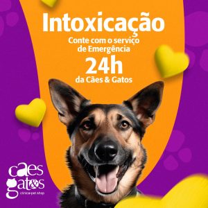 Intoxicação: Conte com o serviço de emergência 24h da Cães e Gatos