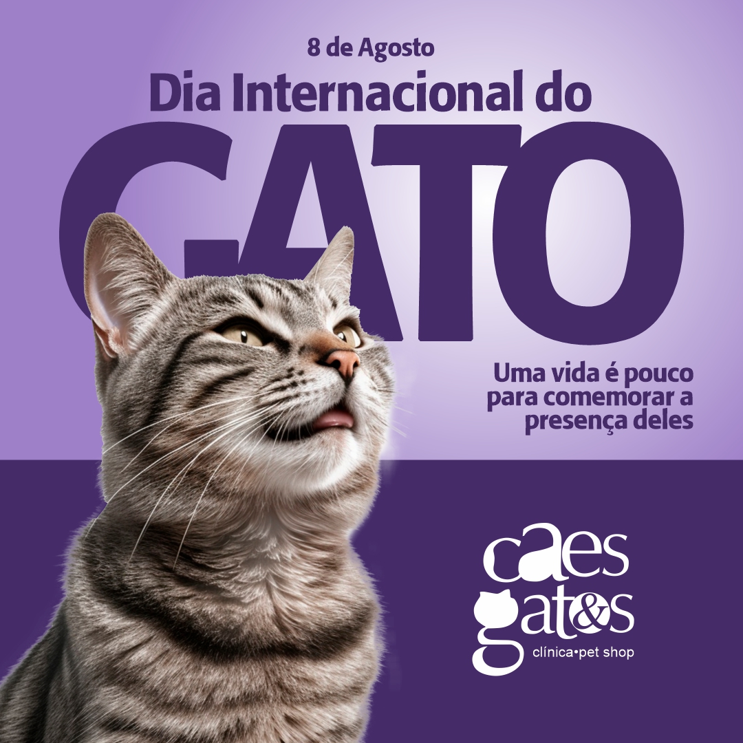 08/08 | Dia Internacional do Gato