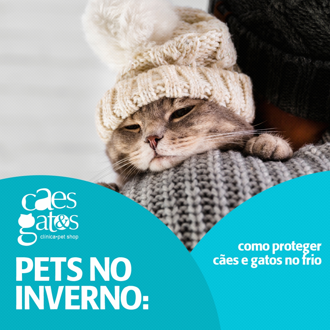 Pets no inverno: Como proteger Cães e Gatos no frio