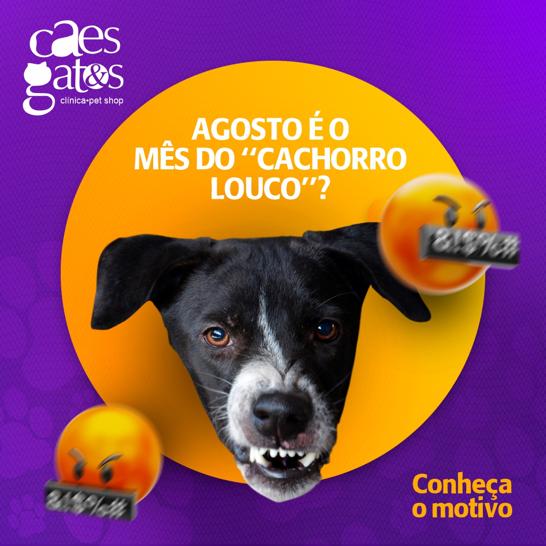 Agosto é o mês do “cachorro louco”?