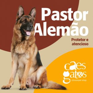 Pastor Alemão | Protetor e atencioso